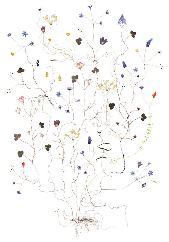 Swedish Spring – Svensk Var