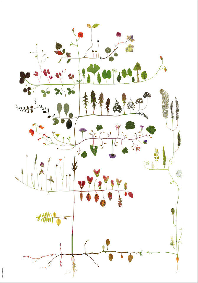 Multi Tree – Multivaxt Tree