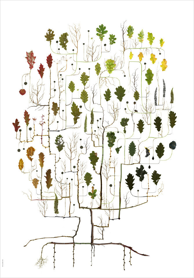 Oak Tree – Elken Trad