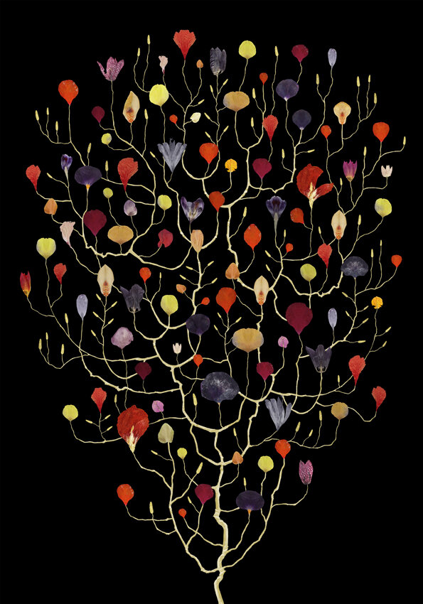 Tulip Tree – Tulpantrad