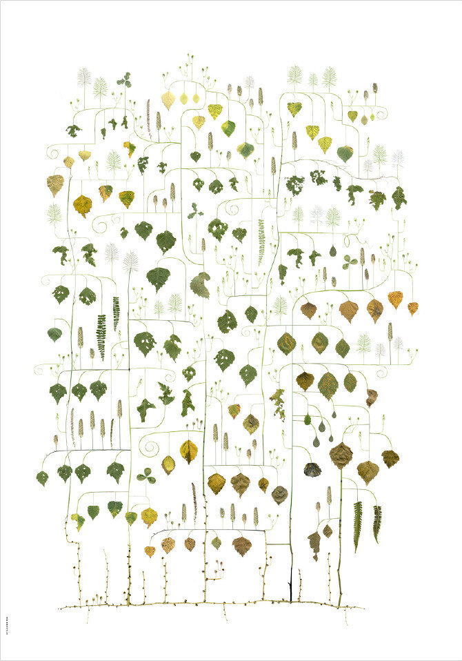 Birch Tree – Bjorken Trad