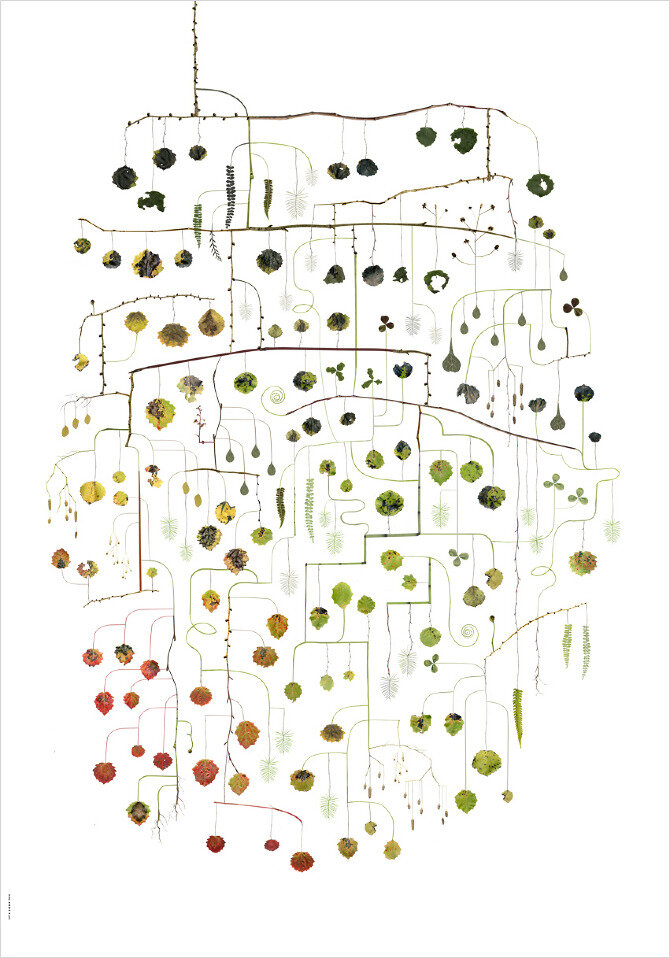 Aspen Tree – Aspentrad