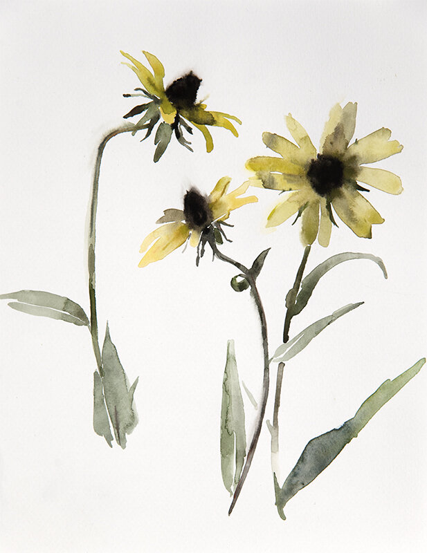 Three Black Eyed Susans – Révèle