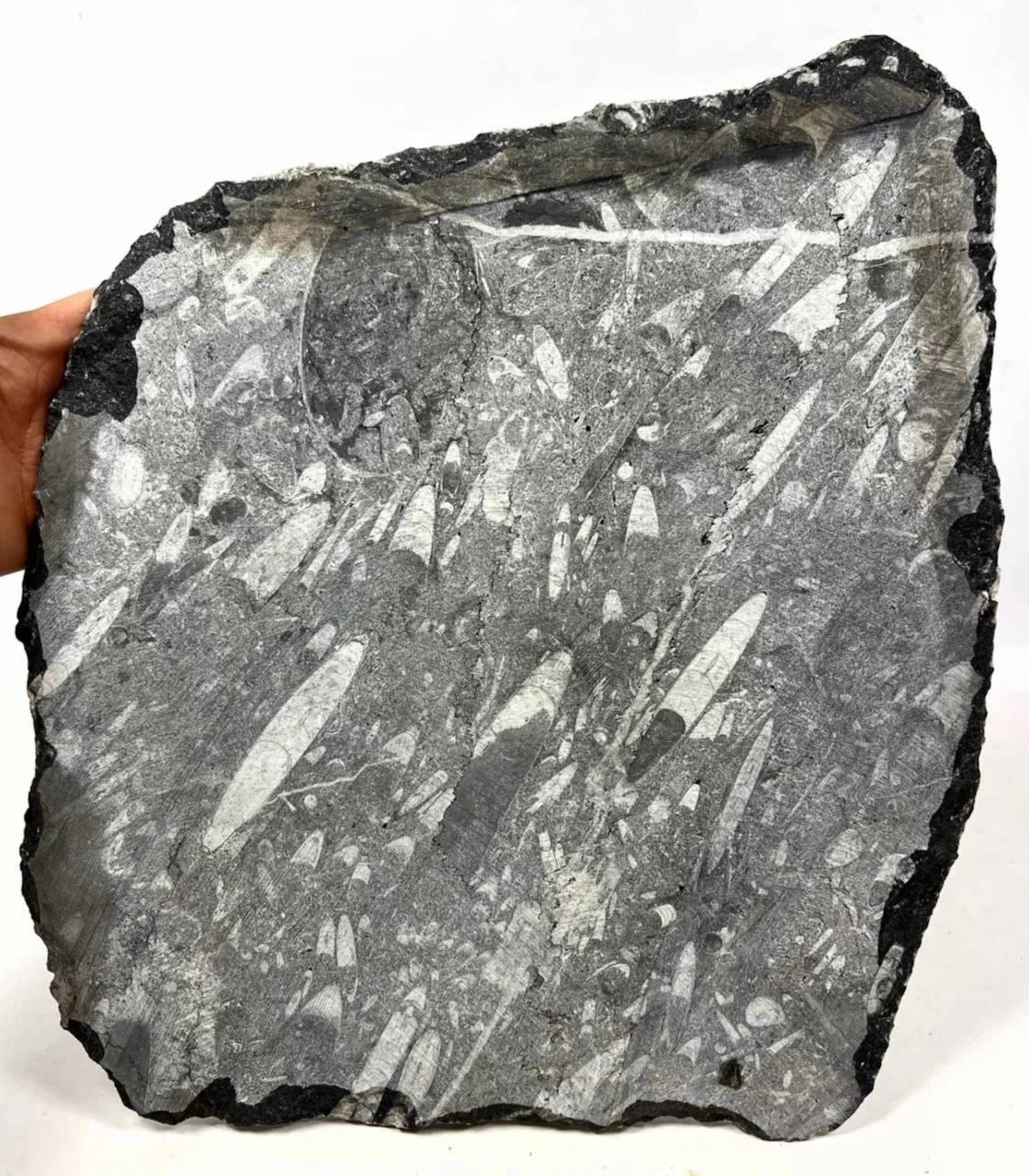 Screenshot 2024-08-06 at 3.42.59 PM.jpeg