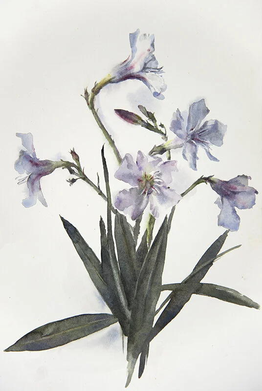 Oleander.160714nm.8%22x12%22.JPG