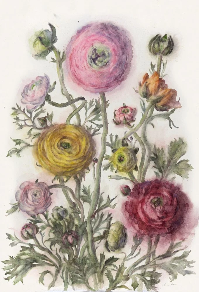 WendyArtin.260403nm-largemanybloomingranunculi57x39.oct9.WEB.jpg