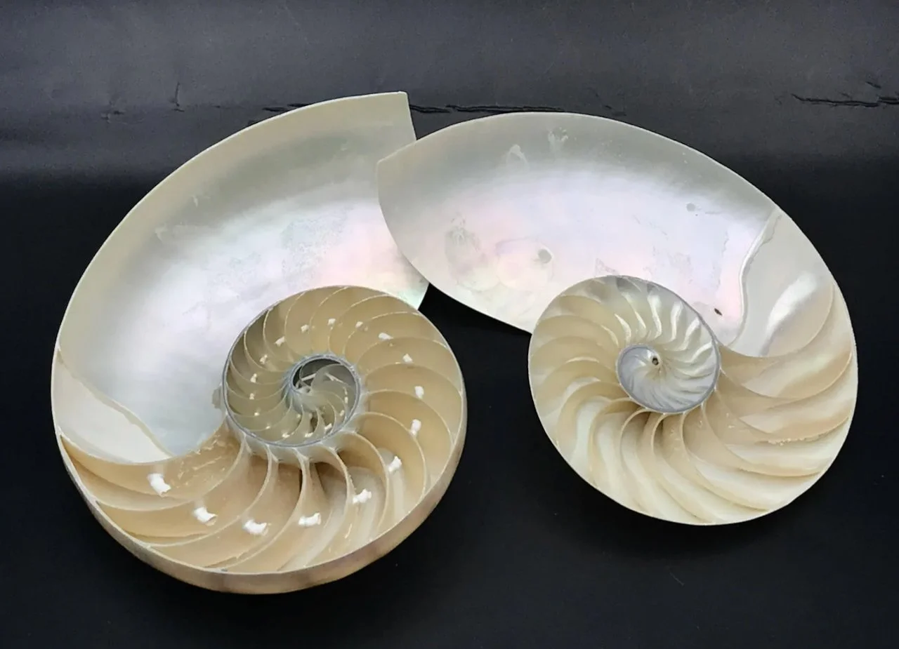 Screen Shot 2023-02-23 at 2.06.37 PM.jpeg