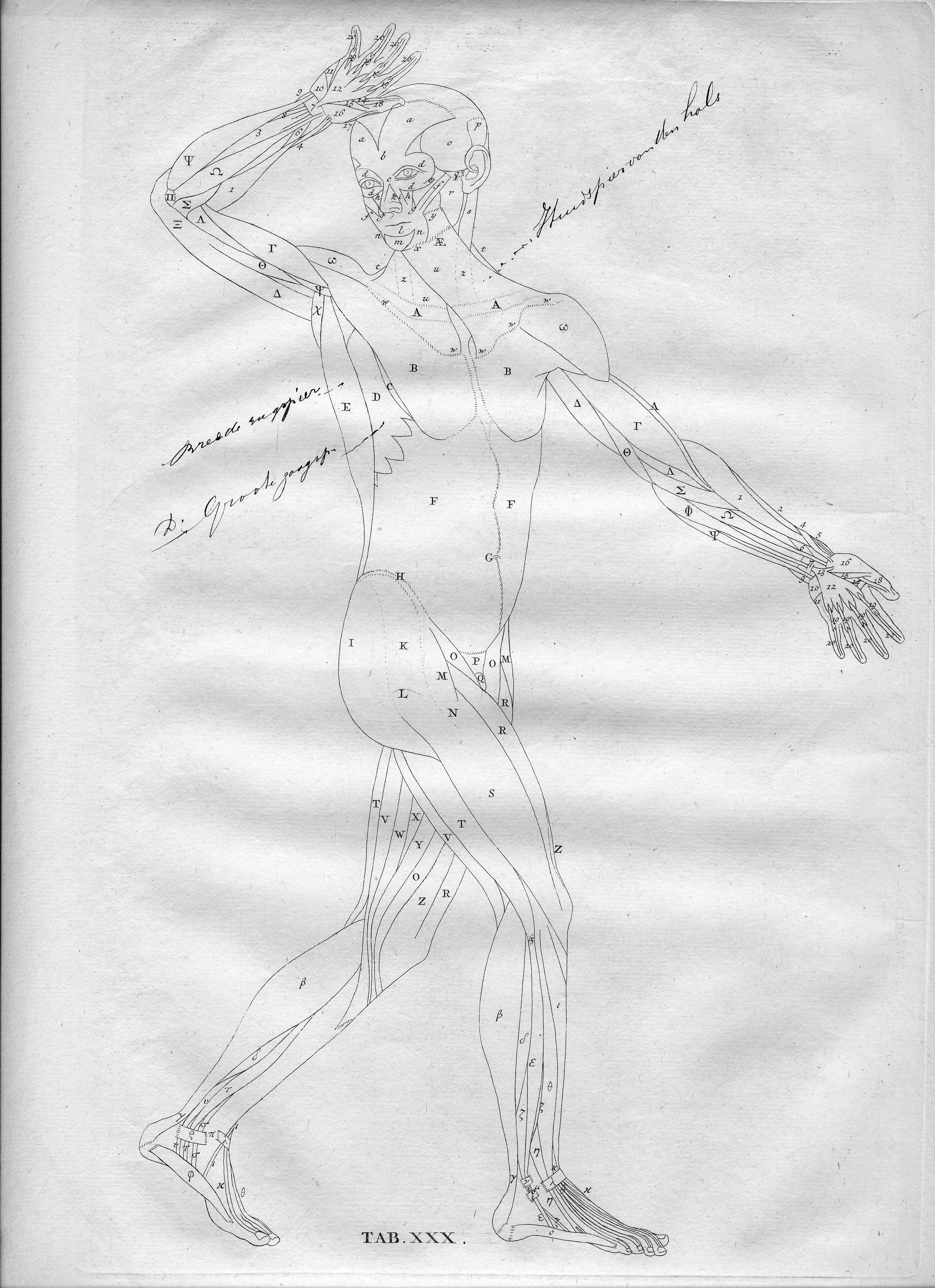 5.anatomy2jpg.jpg