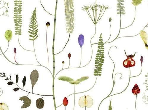 RE-FRESH - RE-EMERGE - Lotta Olsson