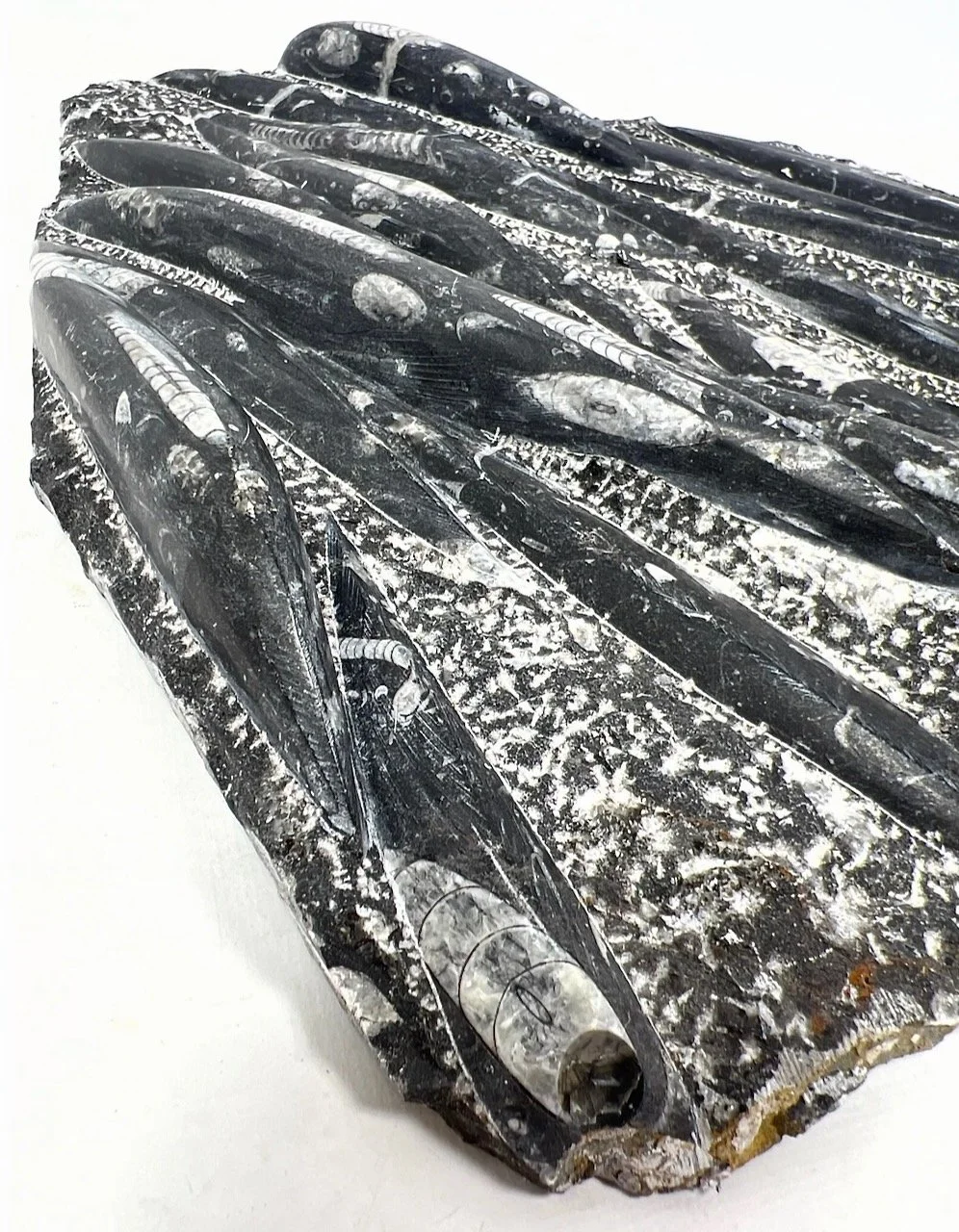 Screenshot 2024-08-06 at 3.42.33 PM.jpeg