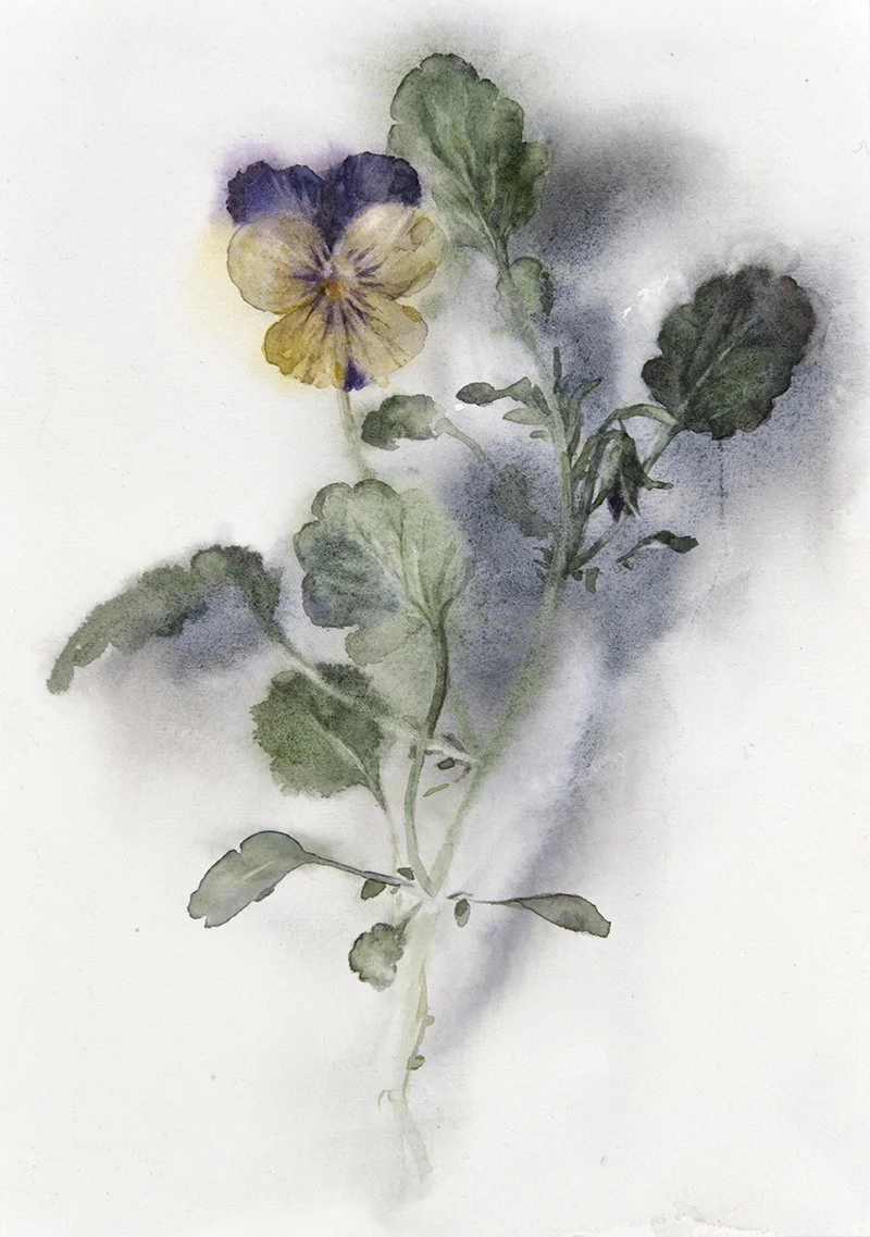 Yellow Pansy