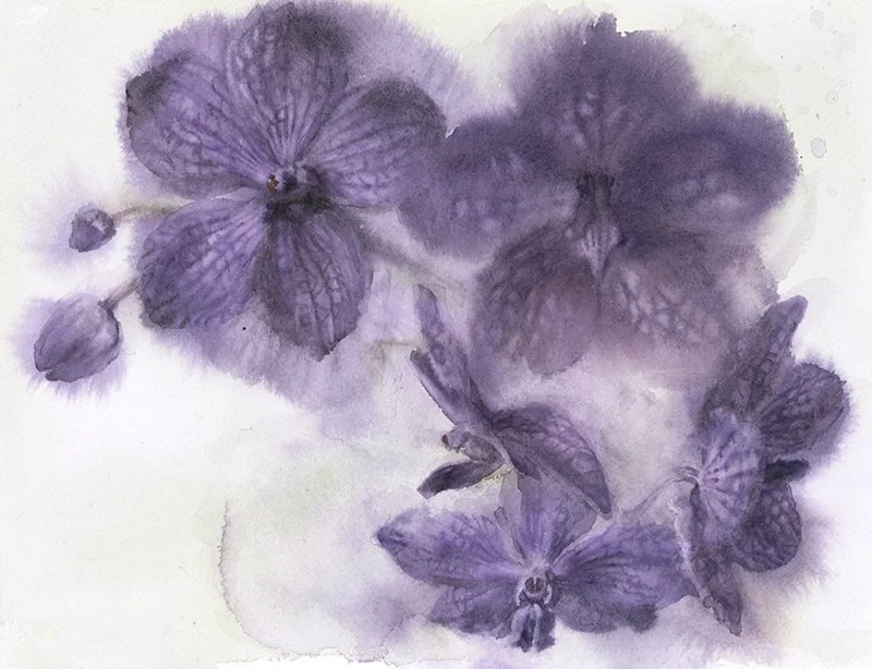 Purple Orchids