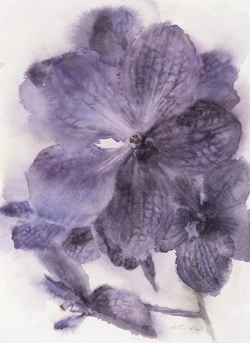 250424nm-Bigpurpleveinyorchid.19x26.800.jpg