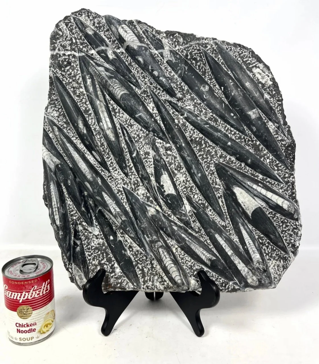 Screenshot 2024-08-06 at 3.42.46 PM.jpeg