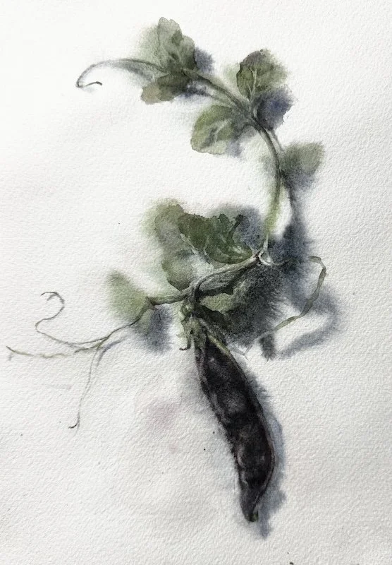 Black Pea Strand