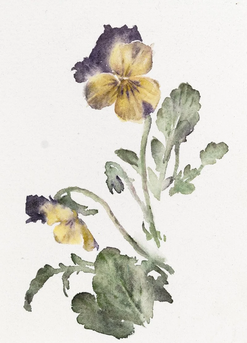 250219nm-purpleyellowpansies.11x15.800.jpg