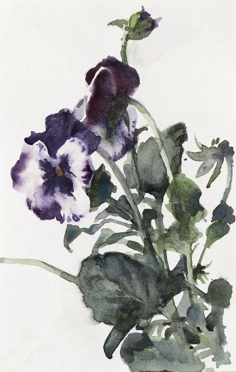 Pansy Group