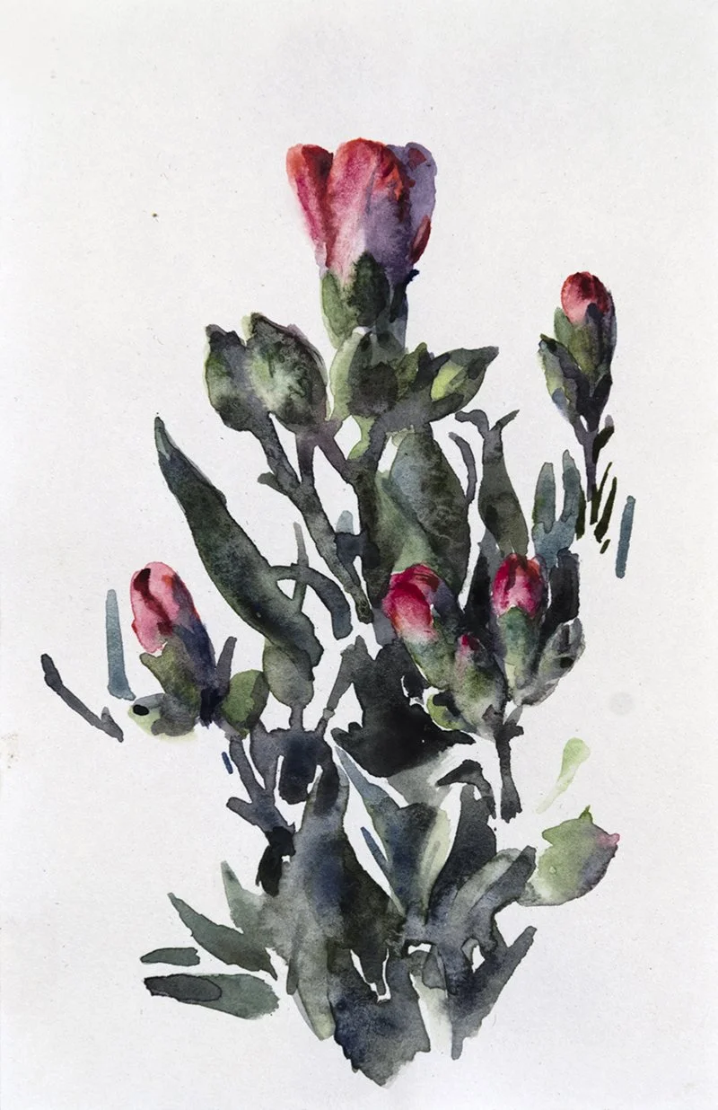 Mini Carnation 1