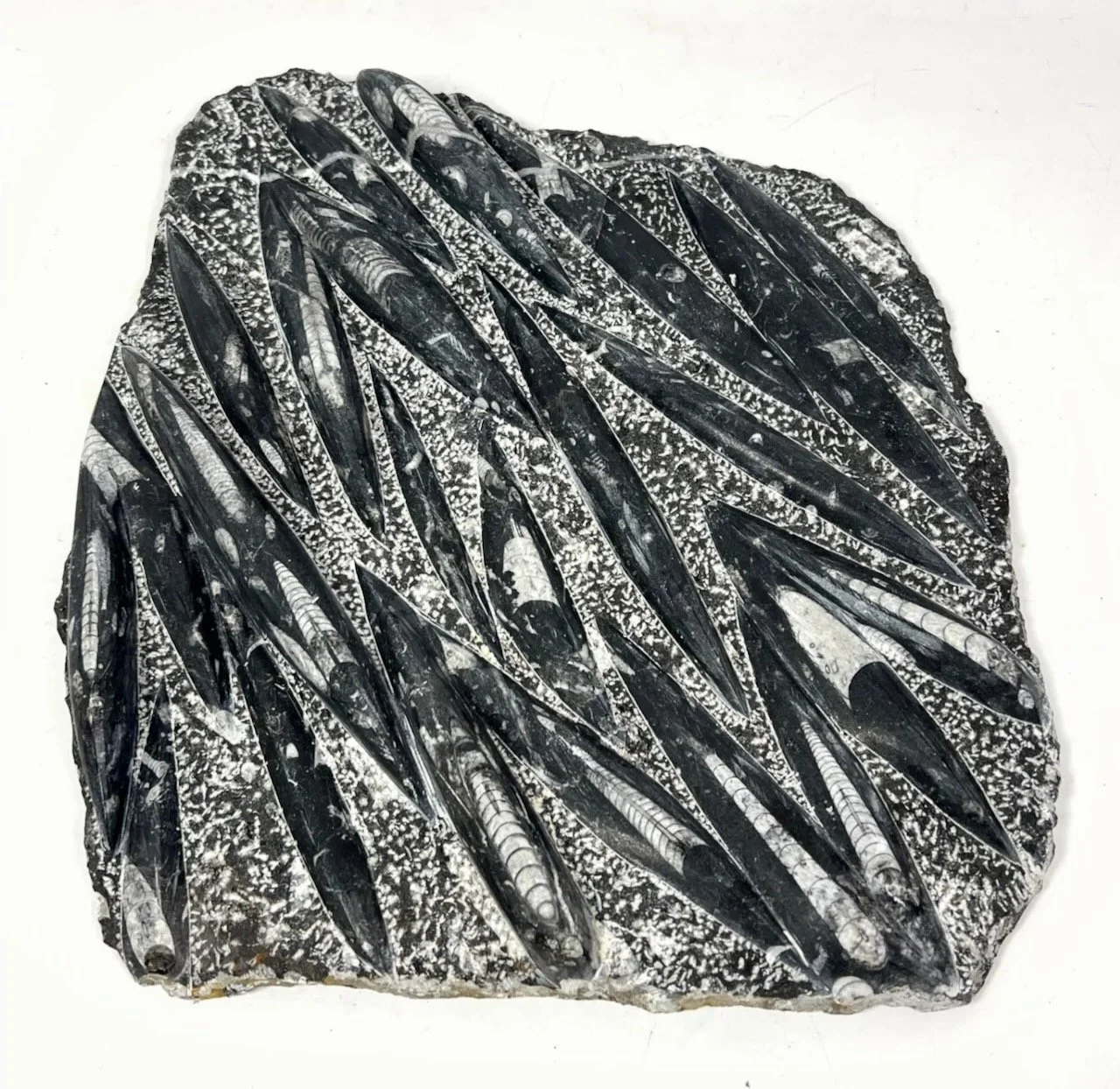 Screenshot 2024-08-06 at 3.42.50 PM.jpeg