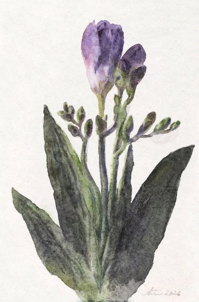 WendyArtin.260303nm-Freesia17x12.WEB.jpg