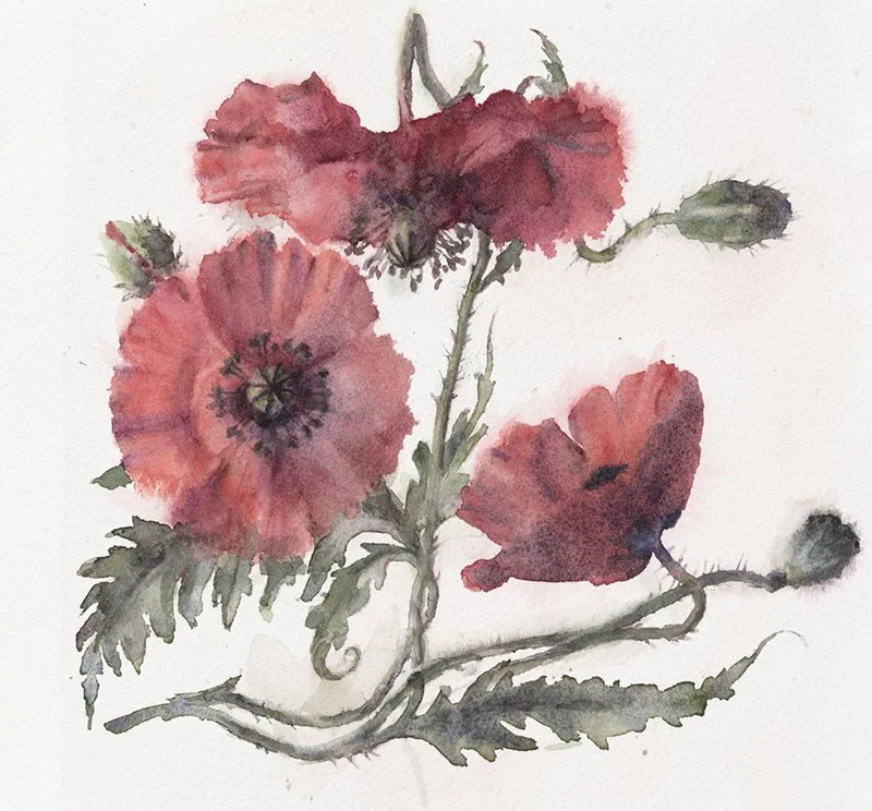 Three Poppies