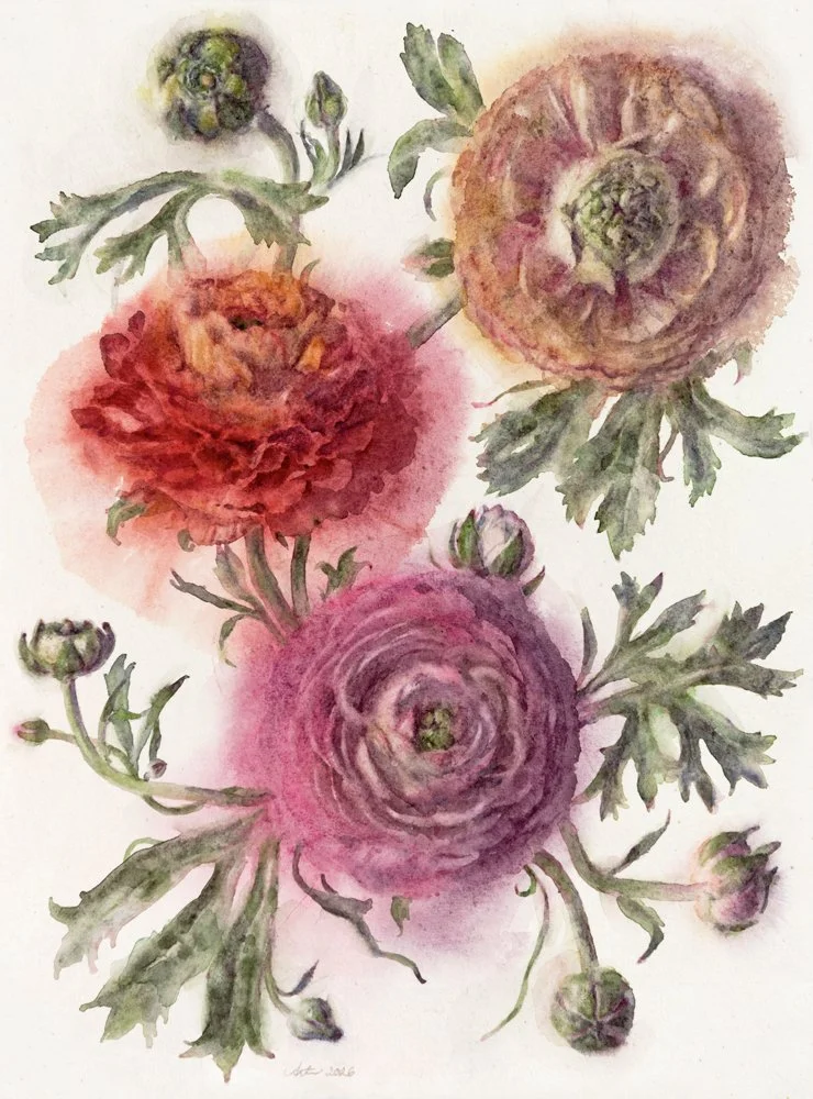 WendyArtin.260121nm-pinkorangechampagneranunculi38x29.oct9.WEB.jpg