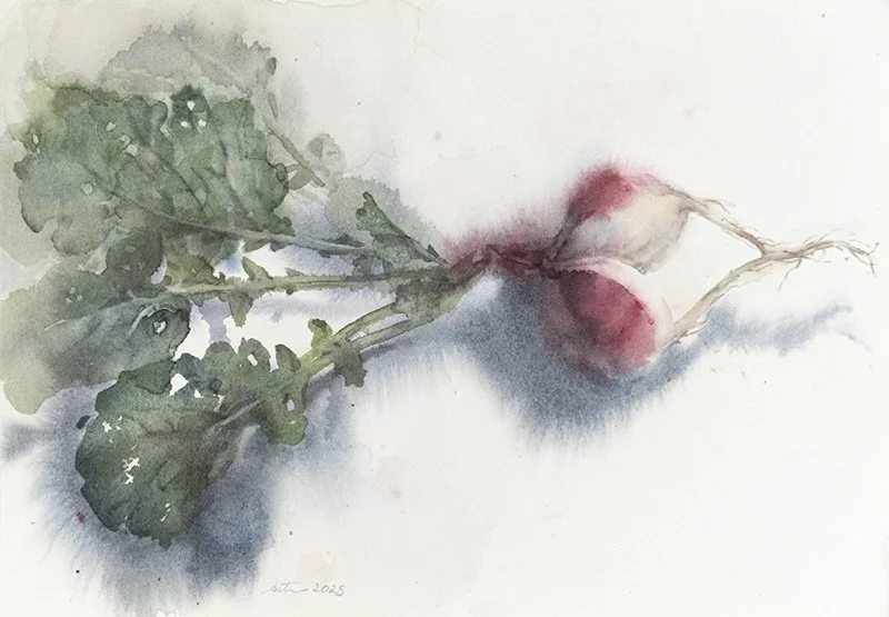 250423nm-Radish.19x26.800.jpg