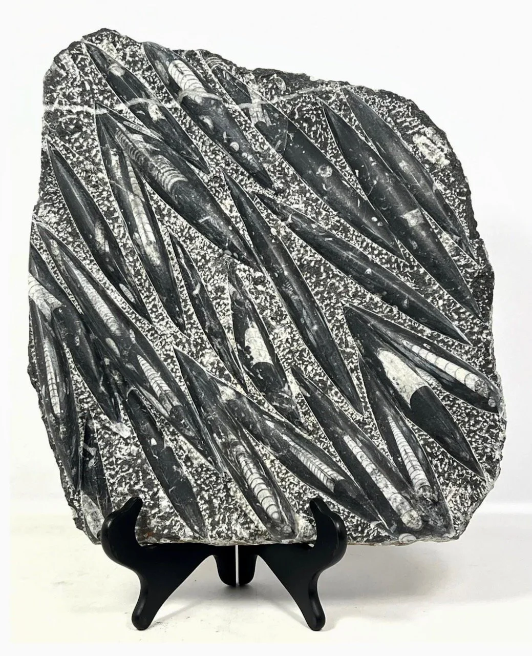 Screenshot 2024-08-06 at 3.42.26 PM.jpeg