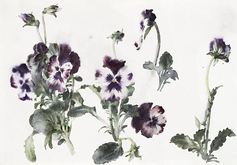 250214nm-purplepansies18x26.800.jpg