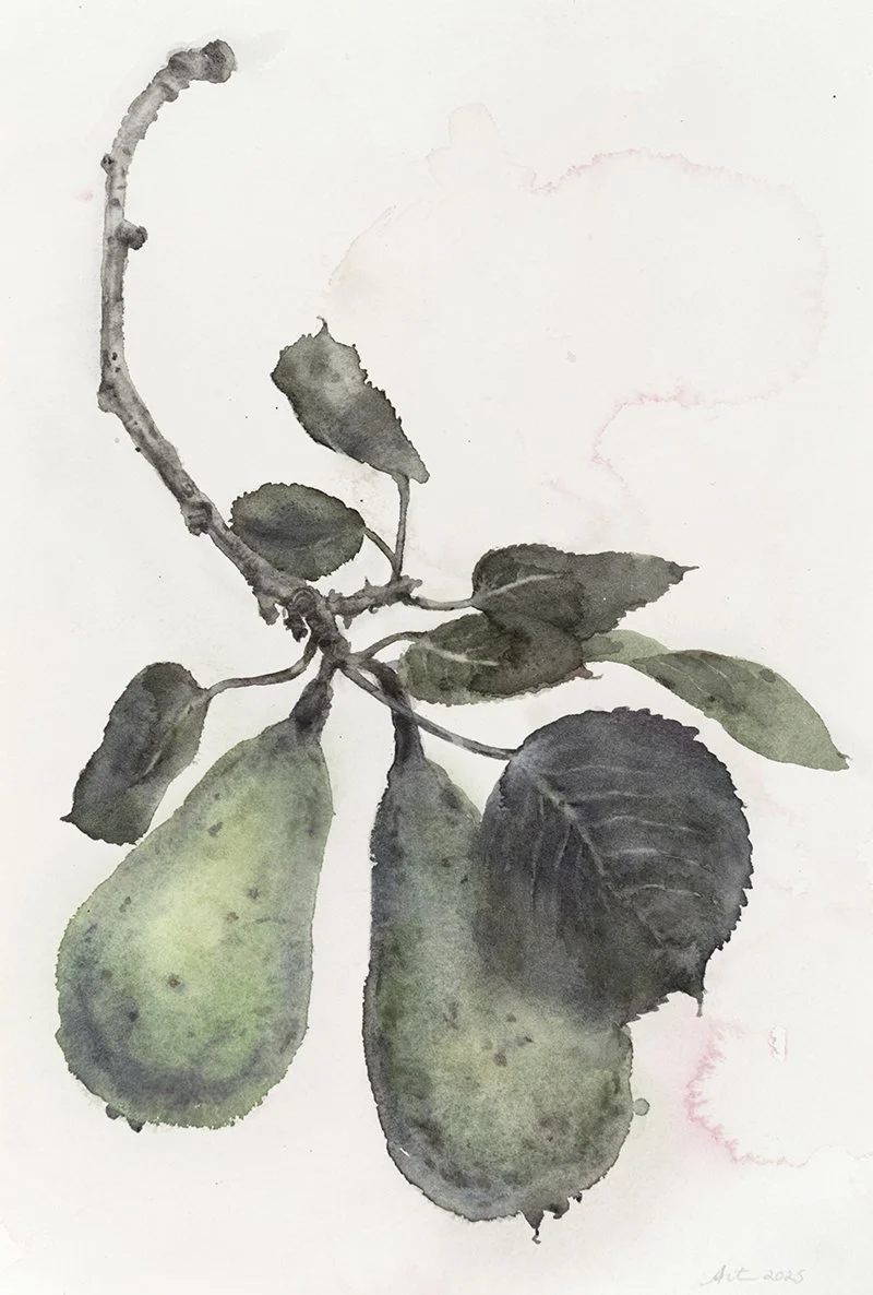 Two Pears No Shadow