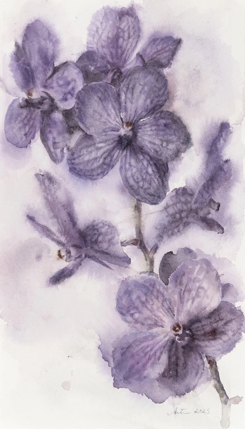 250425nm-Purpleveinyorchids.15x26.800.jpg