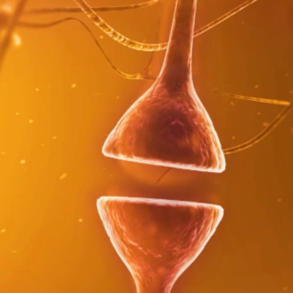synapse.jpg