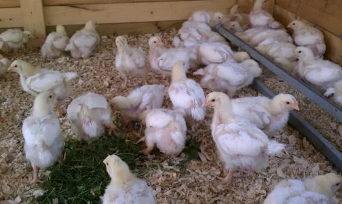 Photo by herrings green grass farm