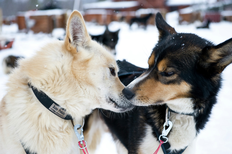  Photo courtesy of Terje Rakke/Nordic Life - Visitnorway.com 