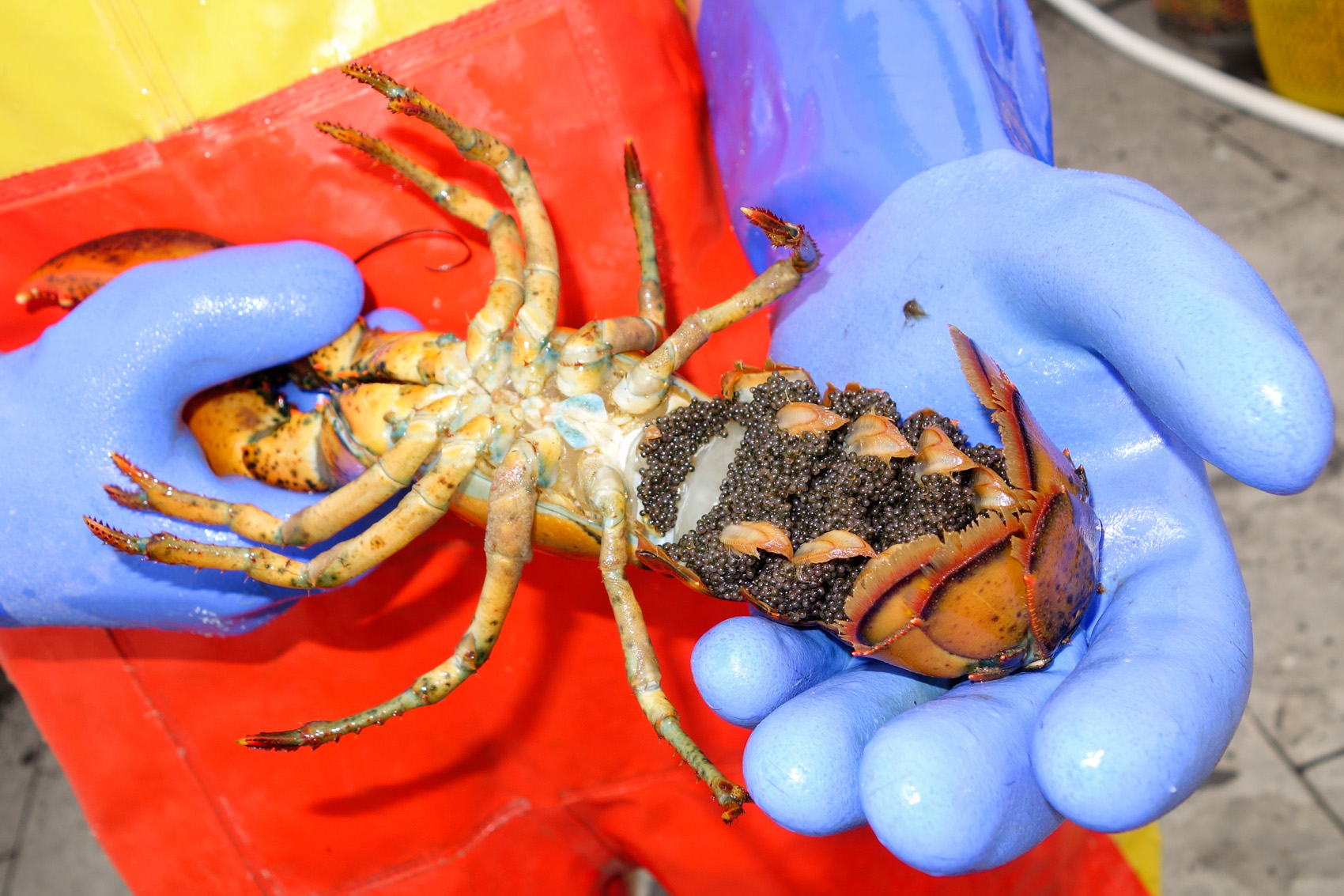 This female is a proven breeder and will never be harvested by Maine's stringent regulations. Image courtesy of the Maine Lobster Marketing Collaborative.