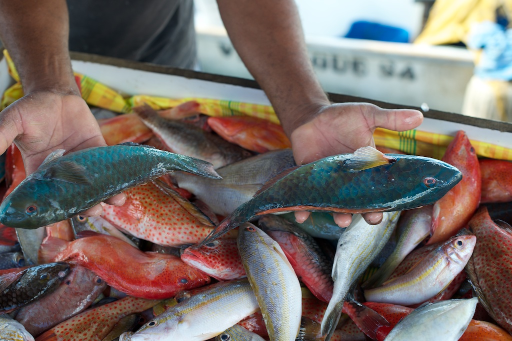 Of course, cod fritters are best when they are made from fresh-caught fish. Image courtesy of the Guadeloupe Islands Tourist Board.