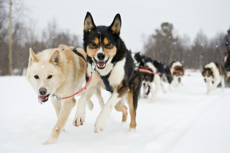 Photo courtesy of Terje Rakke/Nordic Life - Visitnorway.com