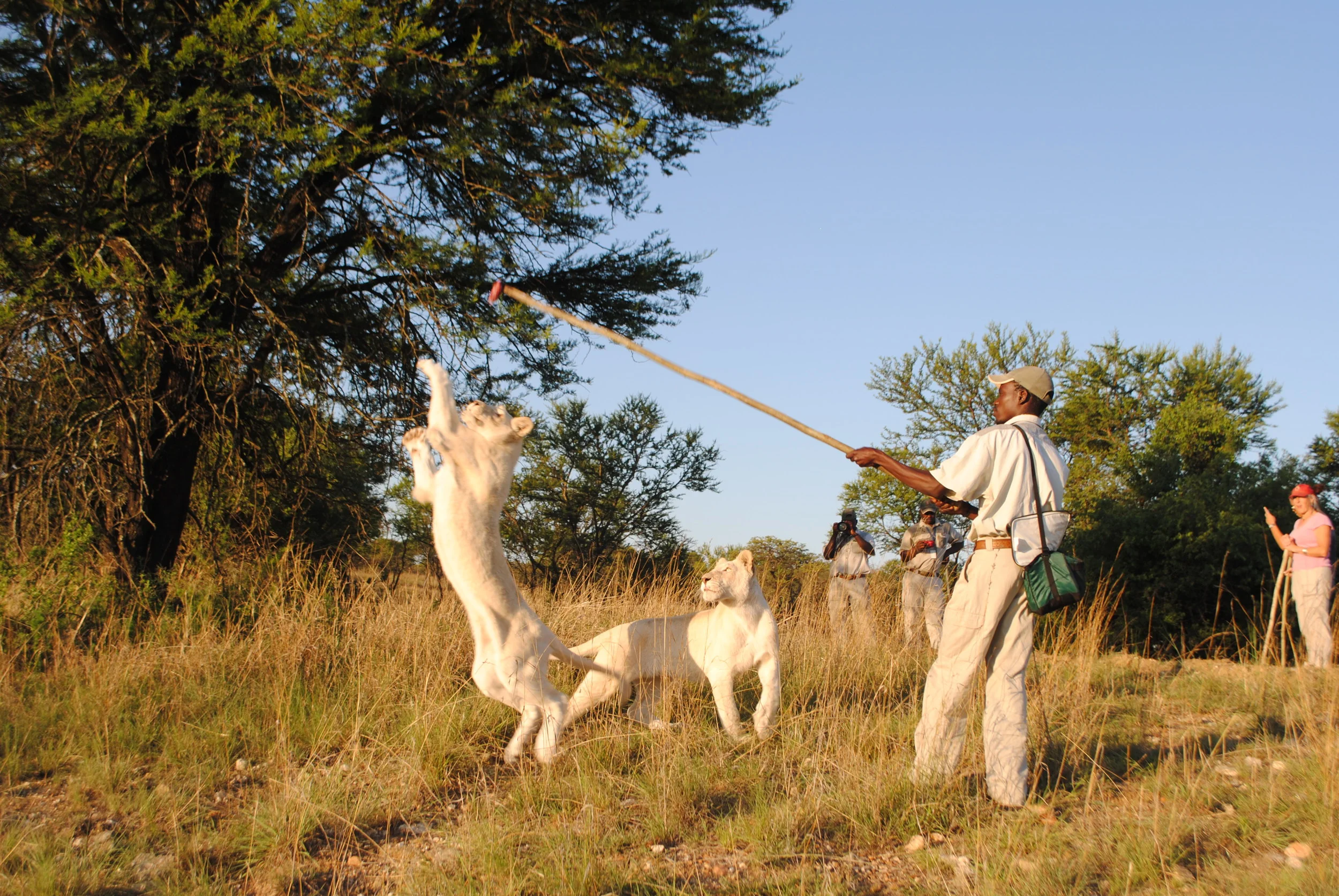 How to Pet a South African Lion and Not Get Eaten Alive