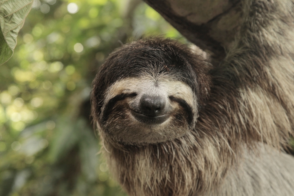 Sloth cold chillin' in its natural habitat. Image courtesy of Costa Rica Tourism Board.