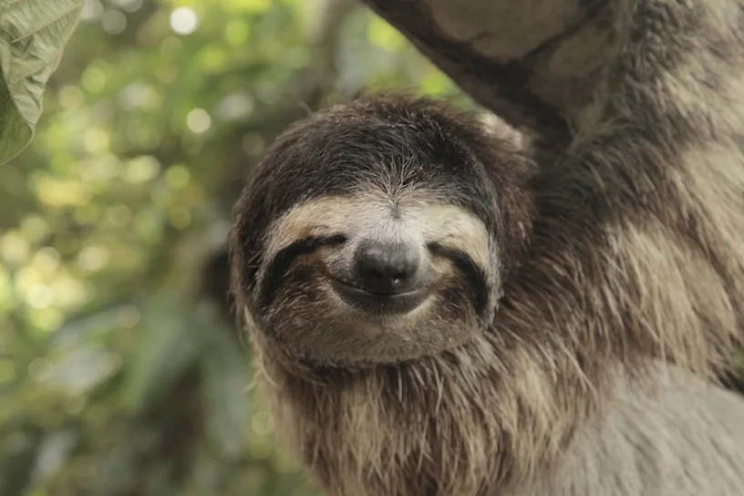 Bucket List: Slothcation in Costa Rica