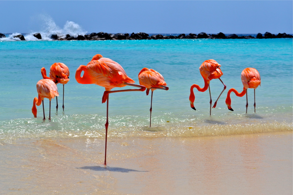 Flamingo Beach is located on Renaissance Island and is accessible by boat. Image courtesy of the Aruba Tourism Authority.