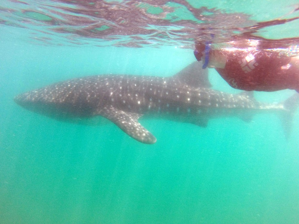 Emily takes a swim with BAE. Image courtesy of Cabo Adventures .