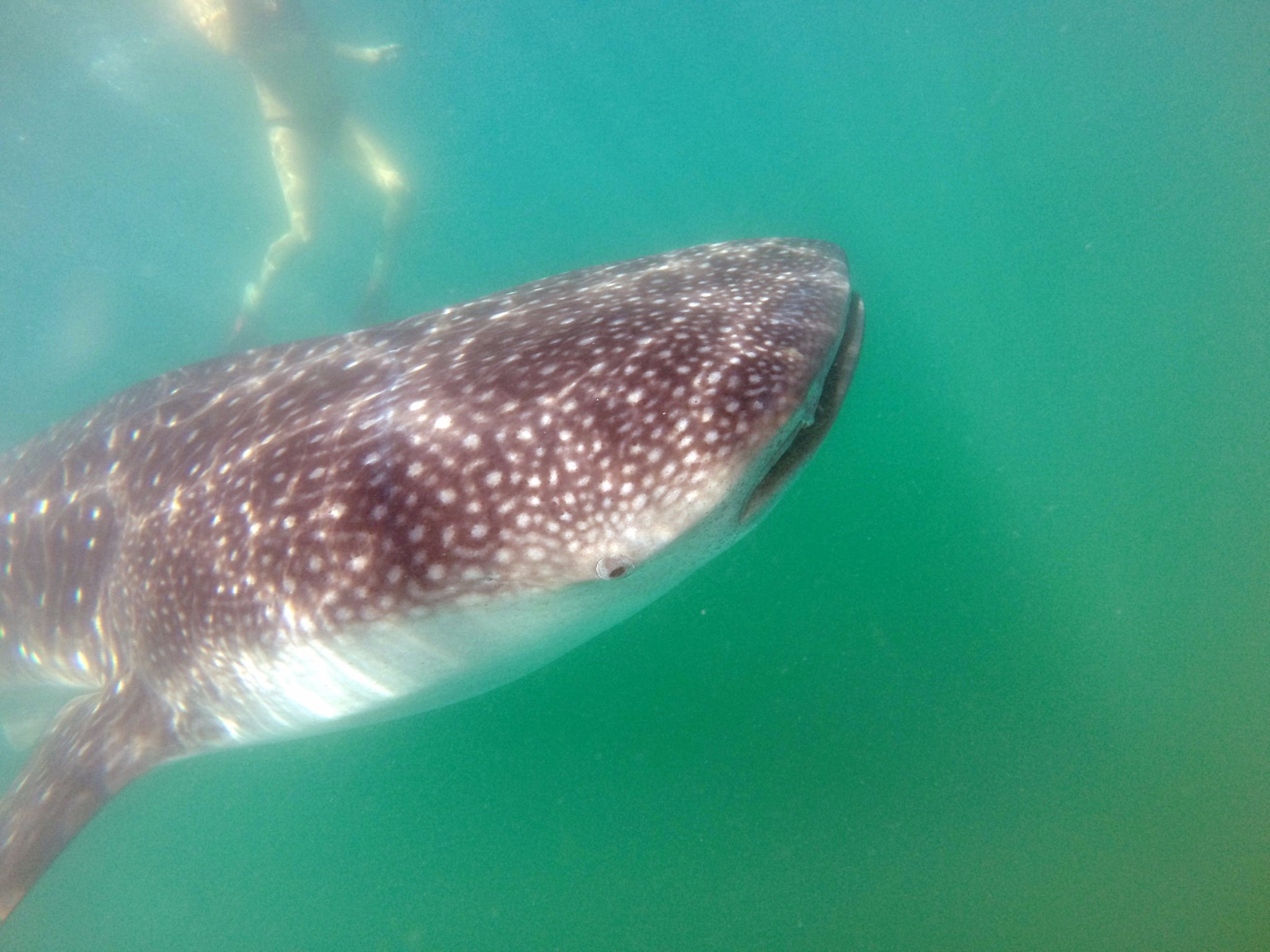 Lookie, lookie..it's me with a whale shark! Image courtesy of Cabo Adventures .