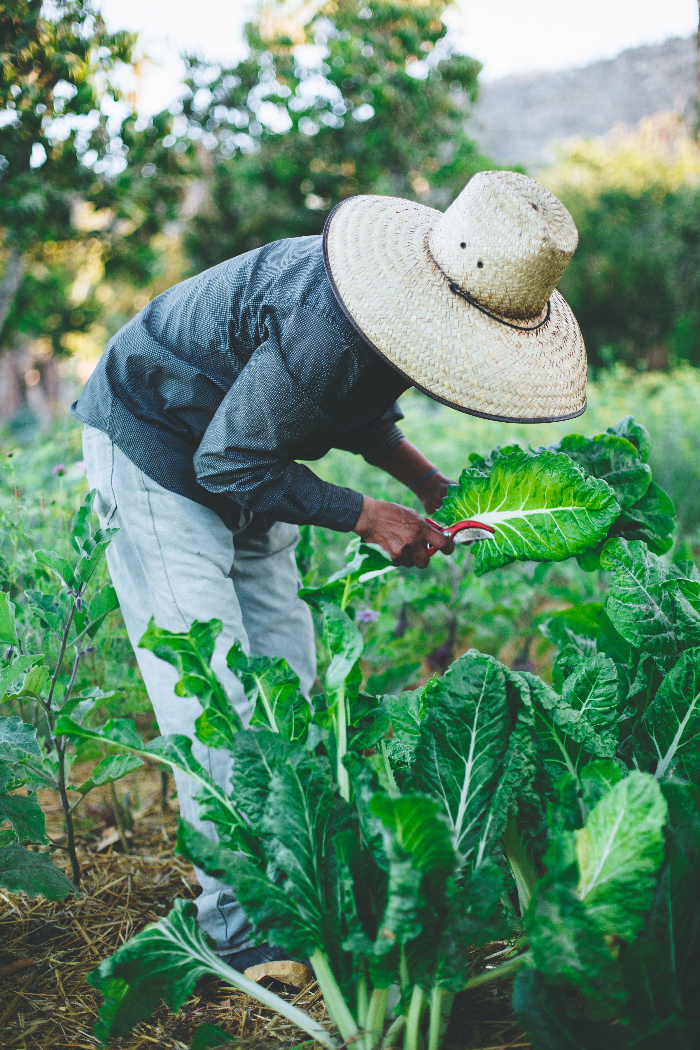 Flora Farms incorporates several enterprises including a working farm, restaurant, grocery, spa and a 150-acre ranch. Image courtesy of Flora Farms.