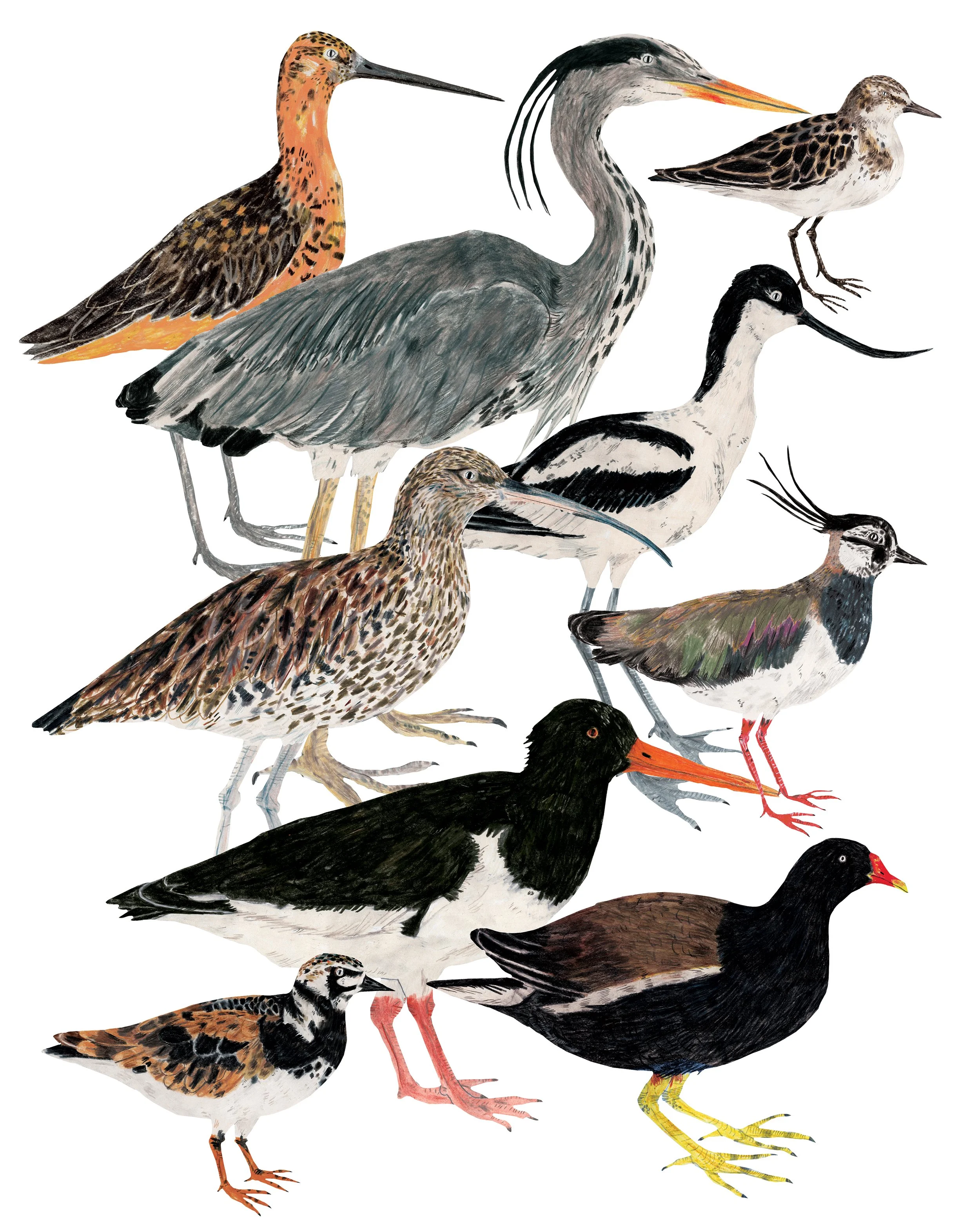 wading-birds-4x5-instagram - James.jpg