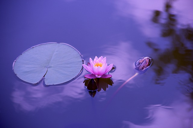 Lilly Pad 