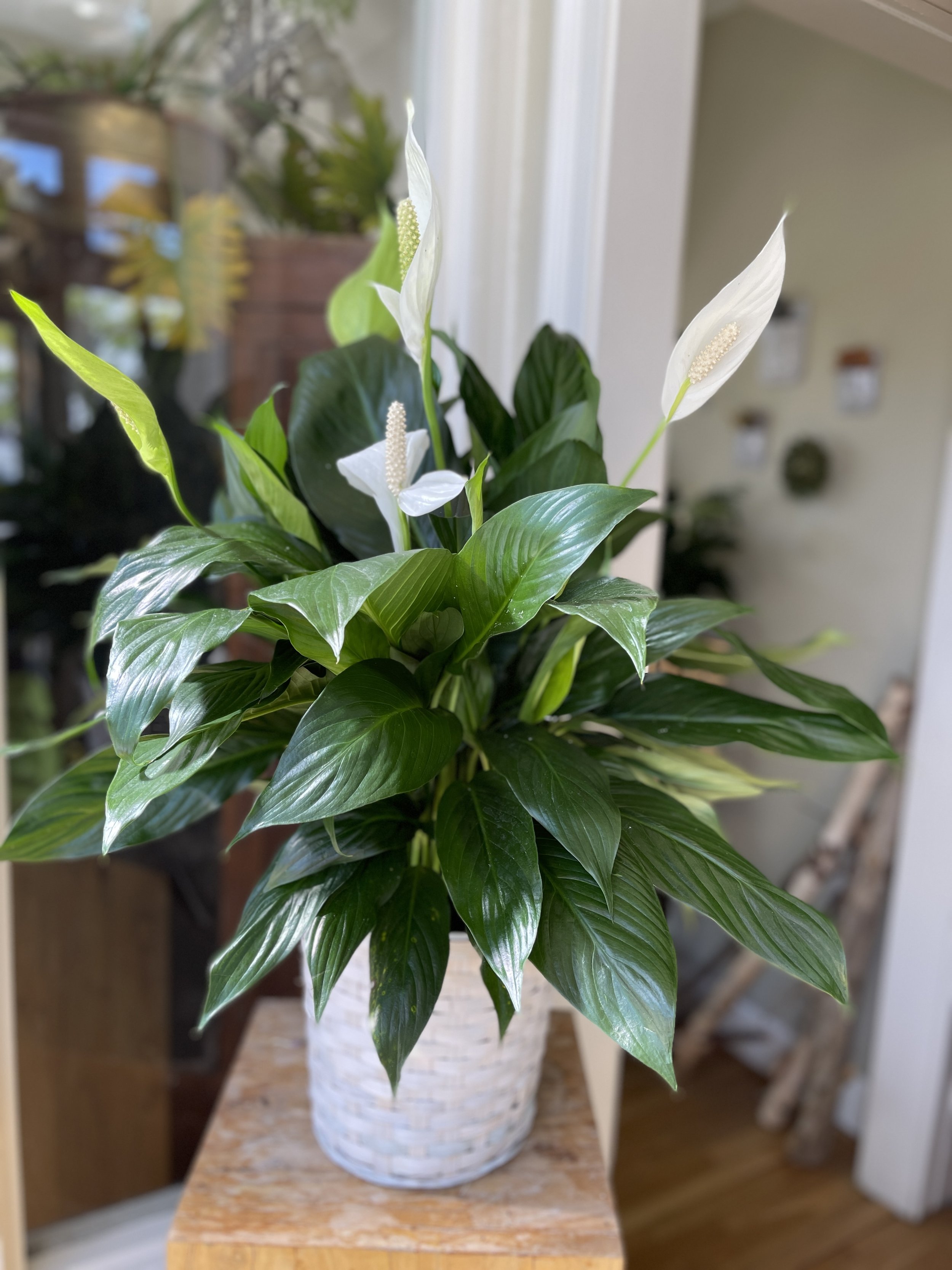 Peace Lily — Lavender Hill Florals