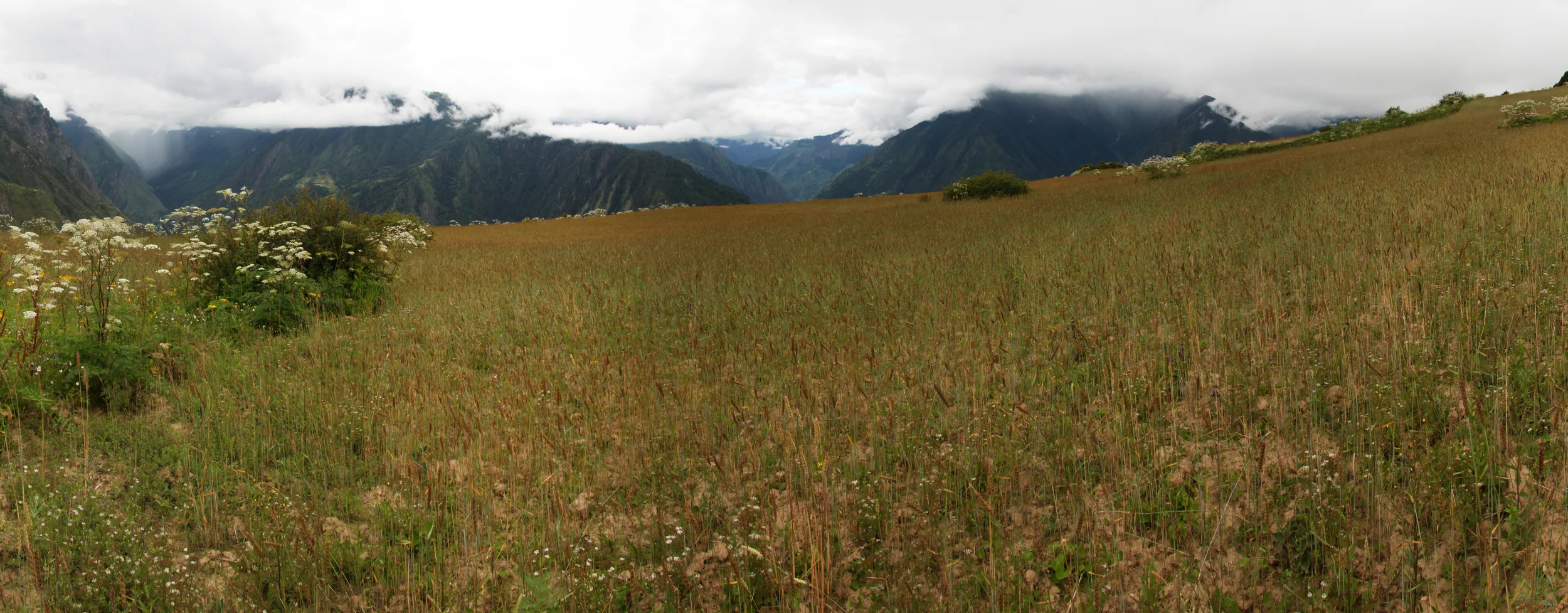 IMG_2432 Panorama.jpg