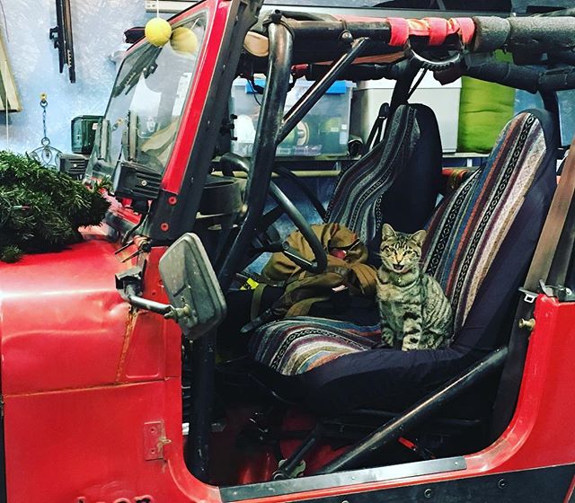 These Mastercraft seats are super comfortable. Kitty cat approved. It&rsquo;s funny the precarious places you&rsquo;ll find a curious cat. We had a dog run into the dunes this year. Should we do a cat one next year? Ha ha.