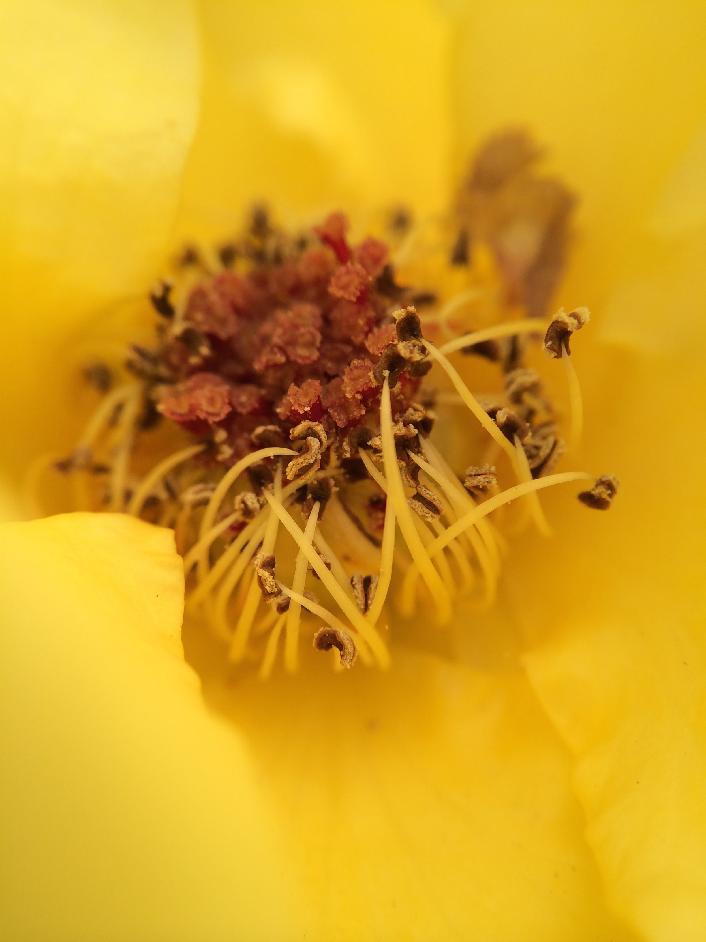 Macro 10x